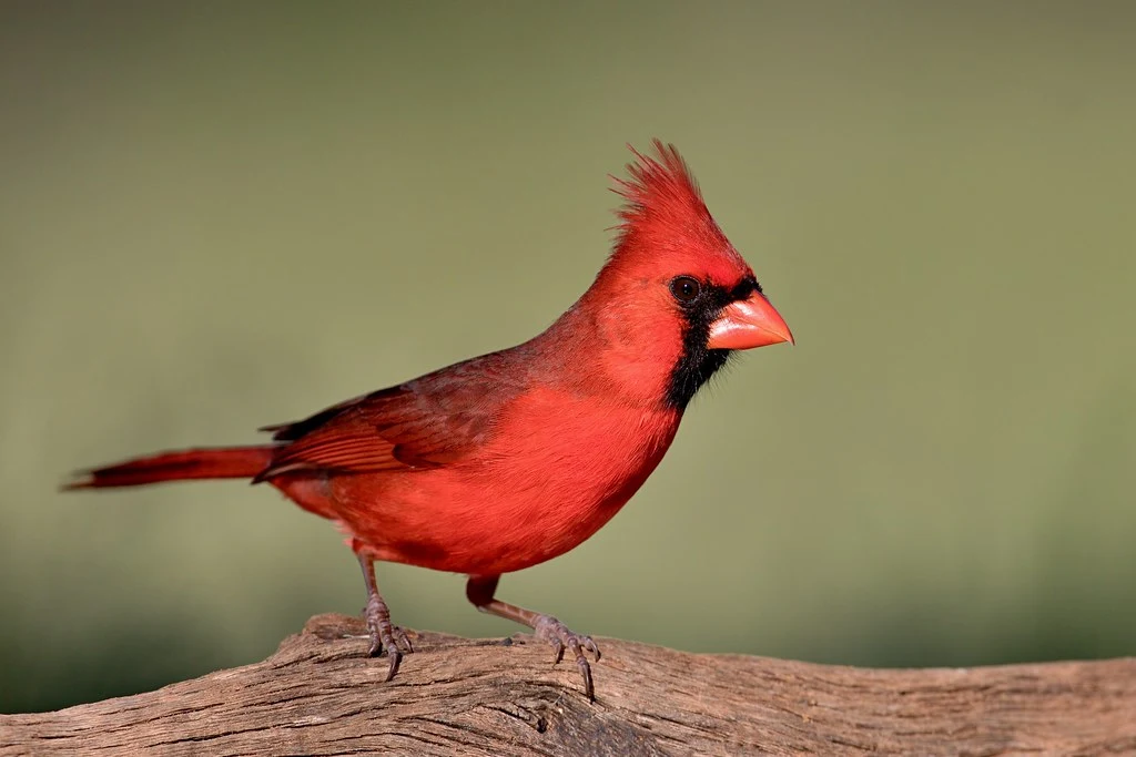 Northern Cardinal virginia state bird