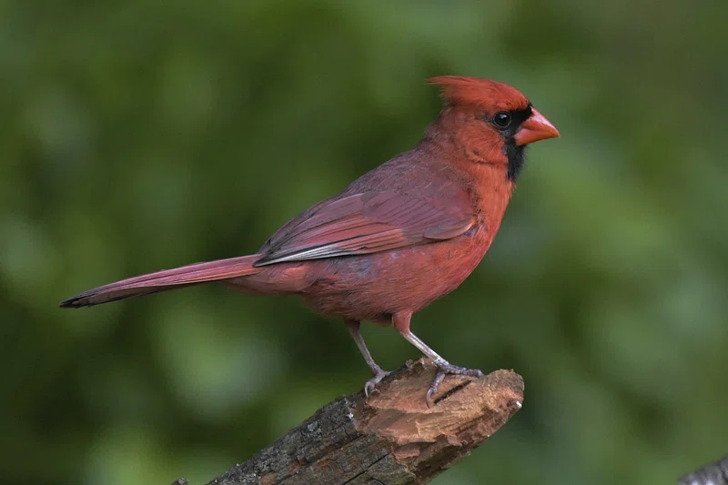 virginia state bird Northern Cardinal